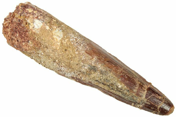 Bargain, Fossil Spinosaurus Tooth - Real Dinosaur Tooth #313003